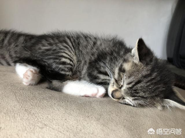 超萌猫咪动态图片:把猫咪单独关在家，猫咪会做什么？