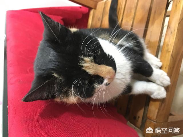 收养流浪猫:家里有“原住民”，可以再收养流浪猫吗？