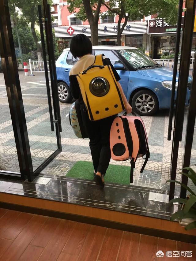 狗身上有条狗身上有跳蚤怎么办:用什么洗澡可以除去狗身上的跳蚤？