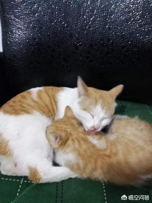 两周大的小猫吃什么:小猫什么时候能喂吃的？刚开始喂什么好点？ 两周的小猫吃什么