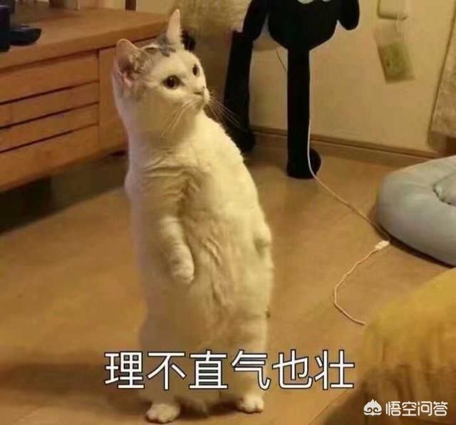 萌萌哒的微信名:那些用猫猫狗狗做头像的人是什么心态