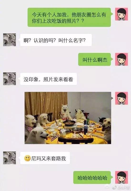 沉默的斗牛犬贴吧:你在网易云音乐，知乎，贴吧等看到过哪些神回复？