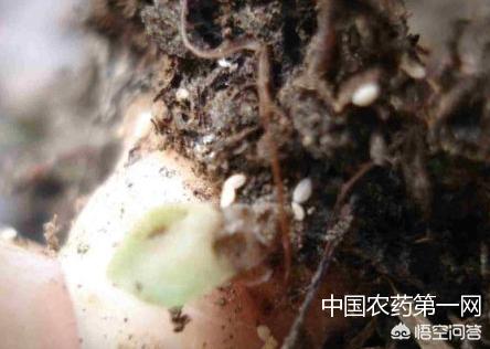 头条问答 盆栽泥土有虫子怎么办 用什么能彻底消灭 晨曦植物的回答 0赞