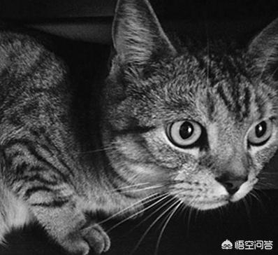 美国短毛猫图片:英短、美短、暹罗的区别是什么？