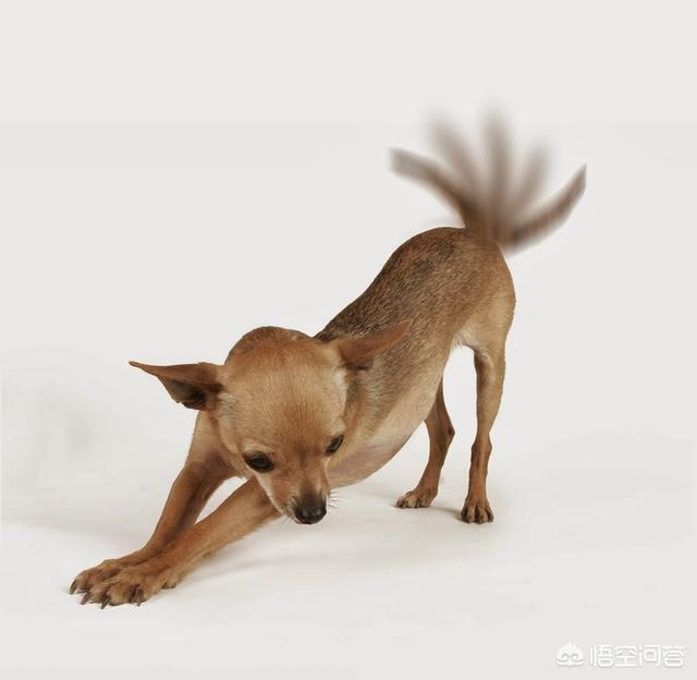疯狂狗宝贝百度:农村流浪狗成群，为何不像城里那样，发生宠物狗伤人事件？
