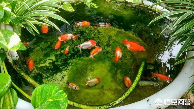 养宠物鱼:宠物鱼是不是很难养活，我想养一些宠物鱼卖？