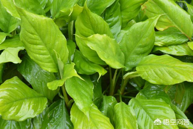 头条问答 - 万年青的叶子黄了,怎么办?(6个回答)