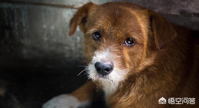 合肥狂犬病发病率:合肥两孩子在城隍庙被恶狗咬伤，如何看待狗患问题？