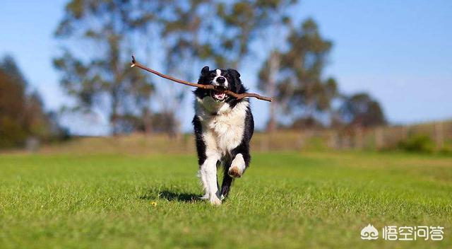 石家庄警犬图片:最不适合做警犬的四种狗，二哈上榜情理之中，但土狗为何也上榜？