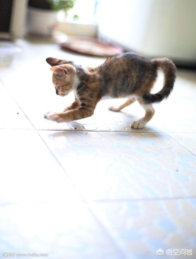 疯猫:家里的幼猫一吃完东西就跟发疯了一样，会是什么原因？