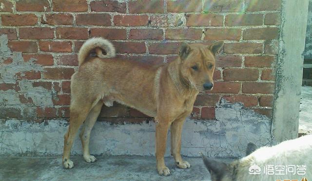 中华田园犬图片简笔画:想养好中华田园犬，要做到哪些事情？