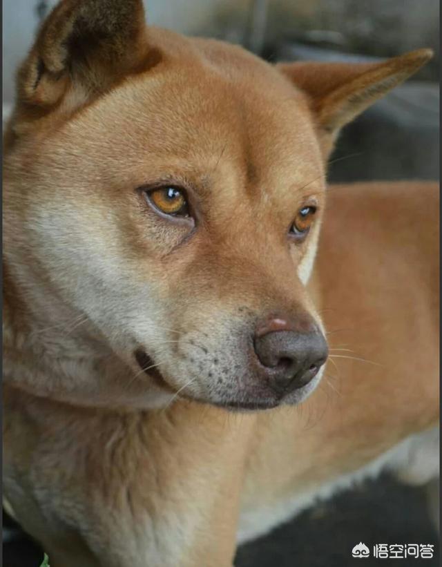 人和狗分开之后，狗狗还会记得以前的主人吗？插图61