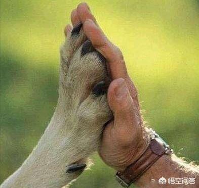 纪录片职业牵犬师视频:在公共场合遛狗可以吗？为什么？