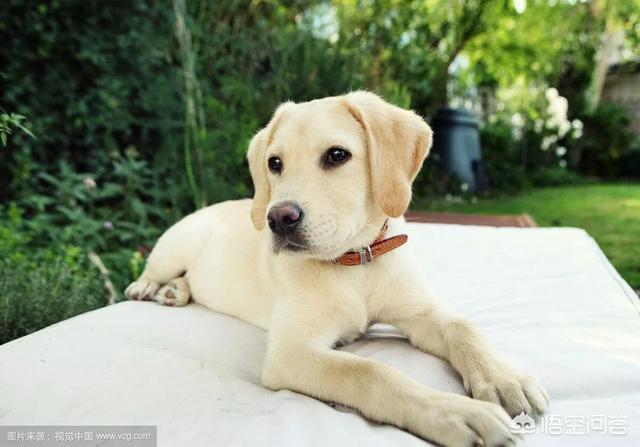 人和狗分开之后，狗狗还会记得以前的主人吗？插图12