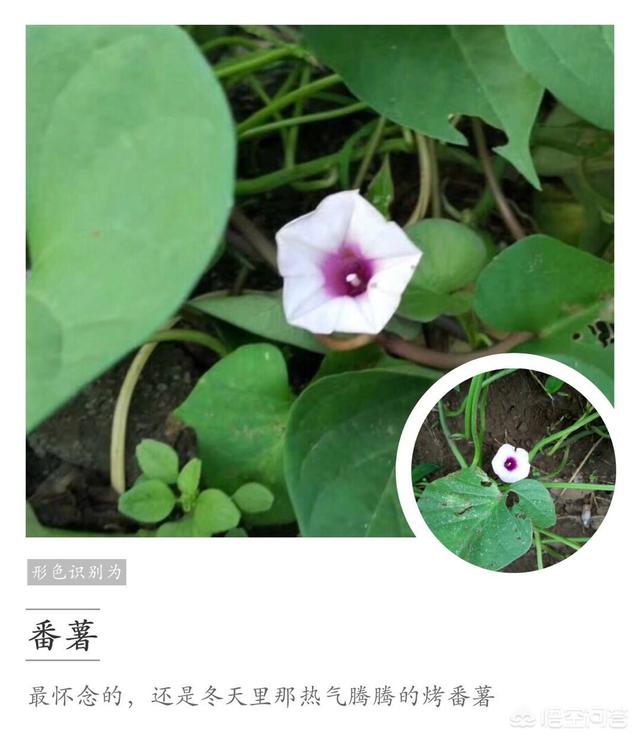 头条问答 这是什么花 21个回答