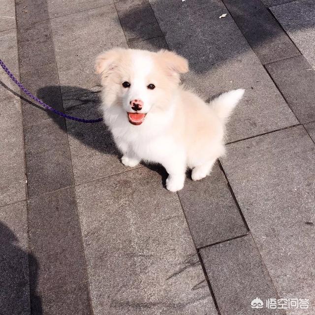 上海赛级犬舍:买一只拉布拉多一共多少元？