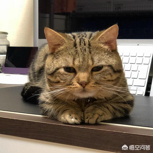 伯曼猫性格特点:伯曼猫性格特征 喜欢养猫的人性格一定很温柔吗？