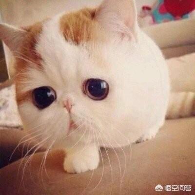 想养一只猫，前期要做哪些准备？(养猫必备清单)