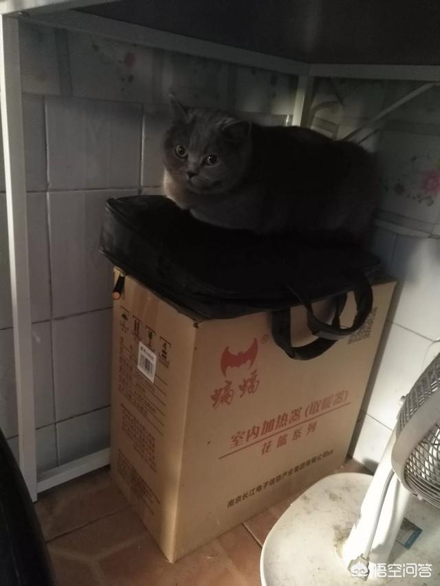 哪些品种的猫比较亲近人？
