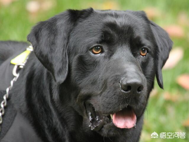 产自中国四大家庭护卫犬:我国哪种狼犬杀伤性最强？为什么？
