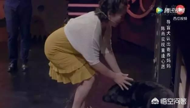 人和狗分开之后，狗狗还会记得以前的主人吗？插图24