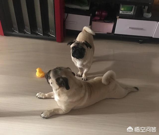 三个月大的金毛狗狗图片:3个半月的金毛吃的多，便便多且正常，能吃出毛病吗？