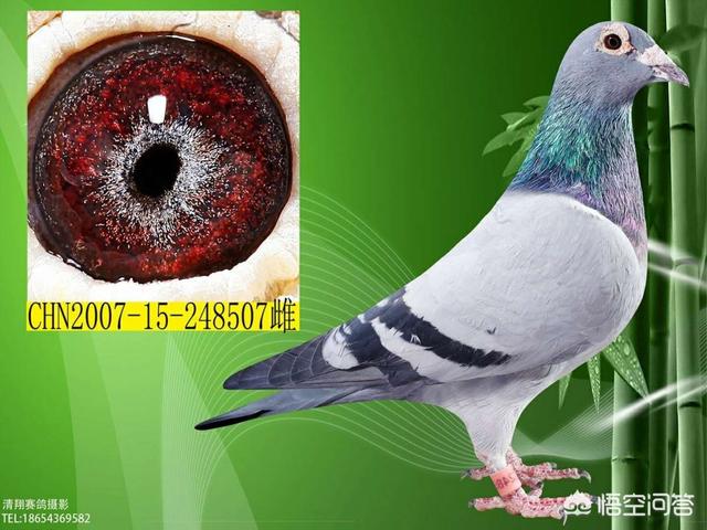天津升华信鸽饲料:养信鸽用玉米配合鸽用的颗粒饲料怎么样？能养好吗？