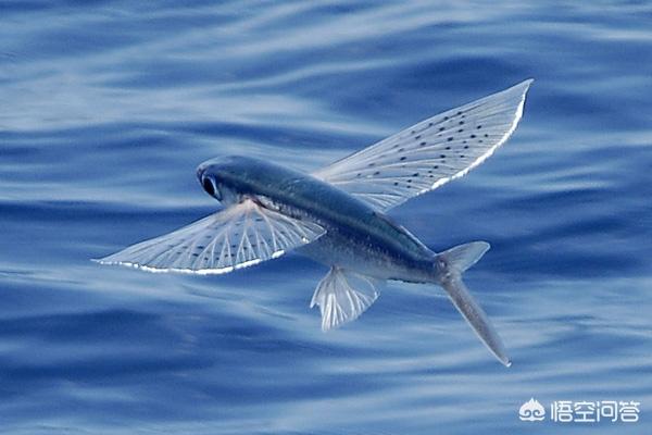 蓝脚鲣鸟为什么:哪些生物具有特殊的飞行技巧？
