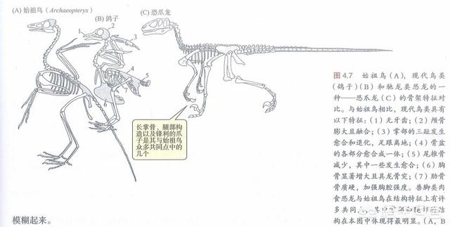 鸟的祖先图片:鸟类真的是恐龙的后代吗？