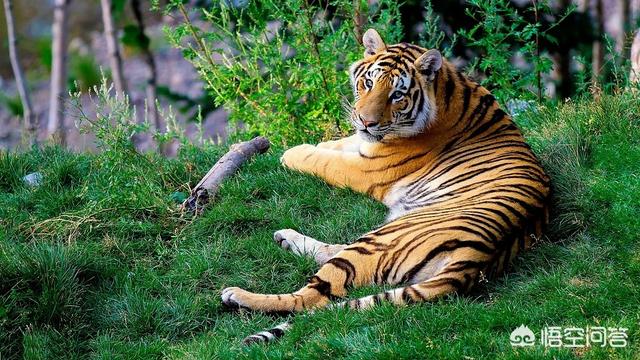 最大的猫科动物:猫科动物中战力最强的是谁？