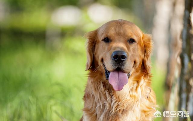 呆萌哈士奇高清手机壁纸:养柴犬、二哈、金毛、拉布拉多、牧羊犬哪种好？