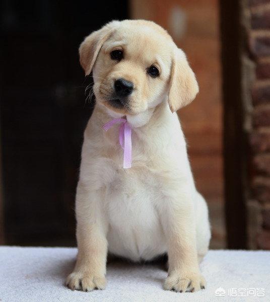 呆萌哈士奇高清手机壁纸:养柴犬、二哈、金毛、拉布拉多、牧羊犬哪种好？