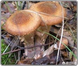 长白山青铜门是否真的存在？