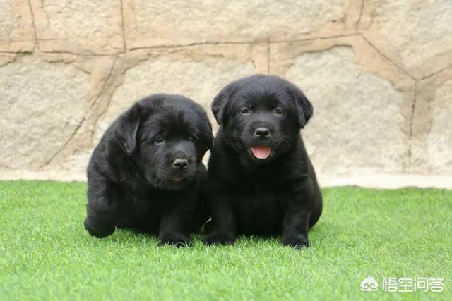 拉布拉多价格:拉布拉多幼犬好养吗？价格怎么样？