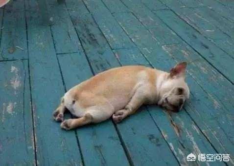 狗狗音乐网乐乐论坛:如何利用响片训练狗狗装死？