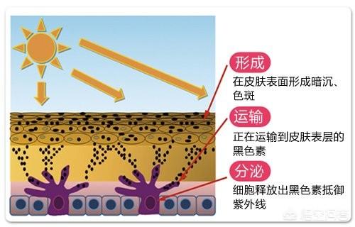 皮肤为什么会变黑有什么方法能让皮肤变得白皙