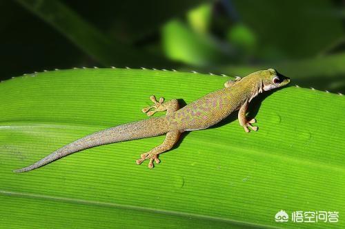 头条问答 爬行动物有哪些种类呢 4个回答