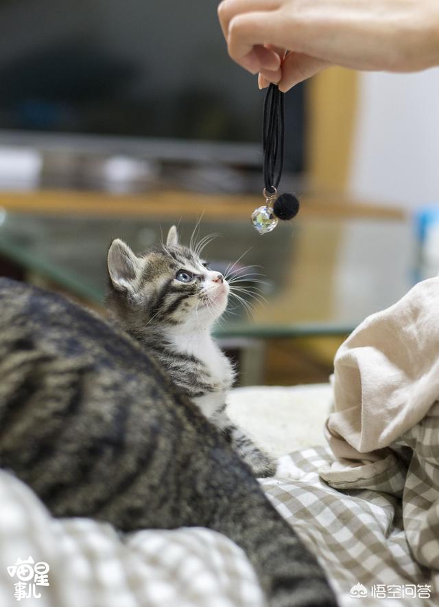 超萌猫咪动态图片:把猫咪单独关在家，猫咪会做什么？