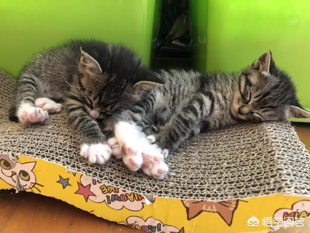 超萌猫咪动态图片:把猫咪单独关在家，猫咪会做什么？