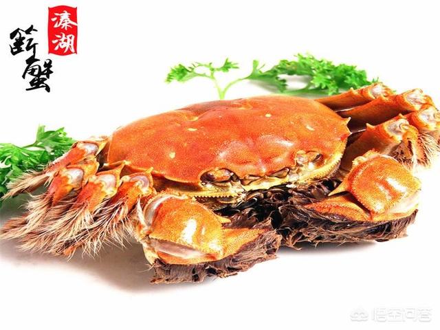 哪种螃蟹肉质鲜产肉率还高，除了阳澄湖大闸蟹之外，还有哪些好吃的螃蟹