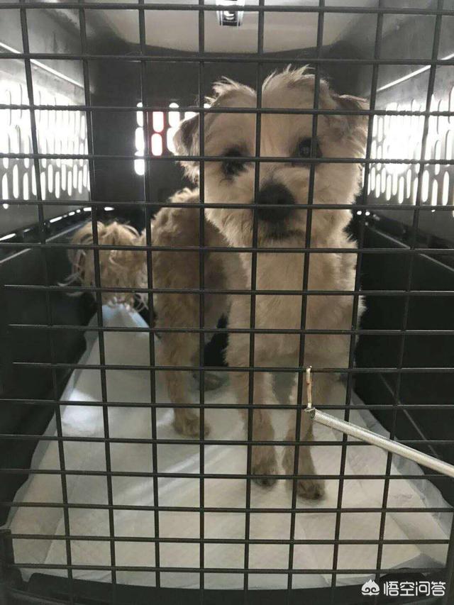 宠物犬托运被打图片:当狗看到主人被打，它会不会护主？