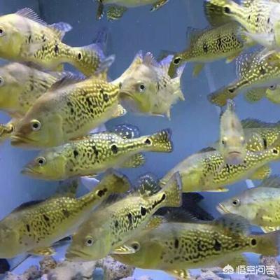 热带鱼养什么鱼吃鱼屎:热带鱼什么鱼最好养 如何简单快速的清理鱼缸中鱼的粪便？