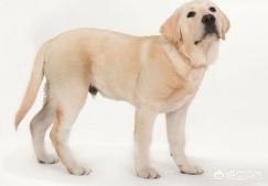 拉布拉多犬和金毛的区别图片:边境牧羊犬、柯基、金毛和拉布拉多犬哪一个更聪明？