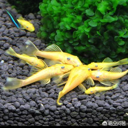 青苔鼠吃刚生小鱼吗:观赏鱼中有哪些鱼会吃青苔？