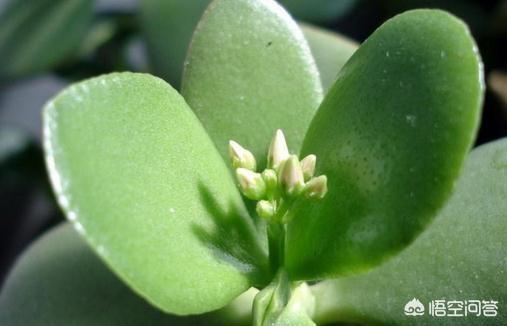 燕子掌有毒:多肉植物燕子掌有毒吗？放在室内或者卧室是否合适呢？