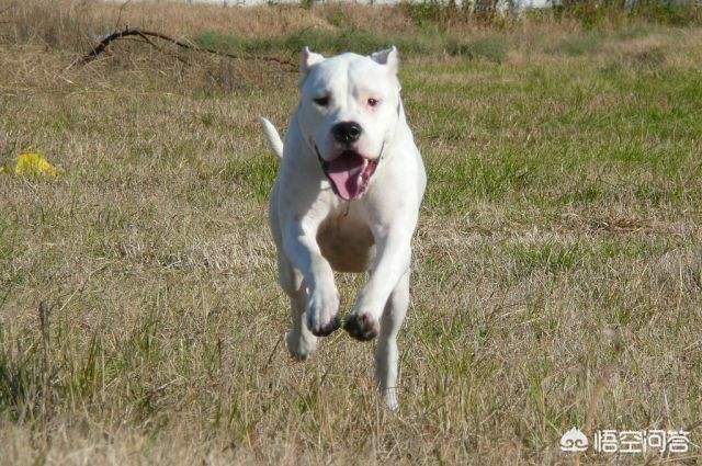 拳师犬论坛:排前10的狗狗都有哪些？