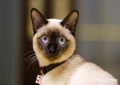 美国短毛猫图片:英短、美短、暹罗的区别是什么？