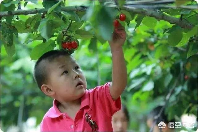 白鹿原樱桃(白鹿原樱桃谷)