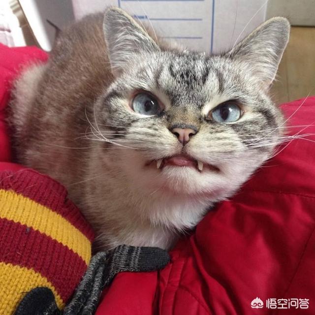 搞笑视频小狗罚站视频:宠物生气的时候是什么样子？