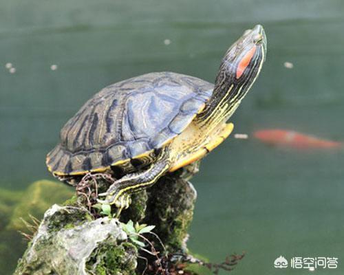 用免換水的魚缸來養龜靠譜嗎